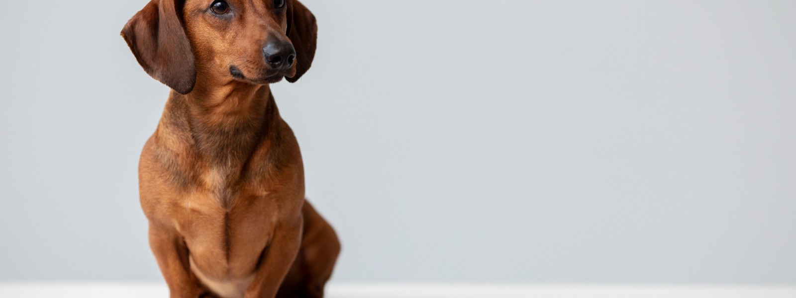 Just Raw Dog Food Just Raw Dog Food